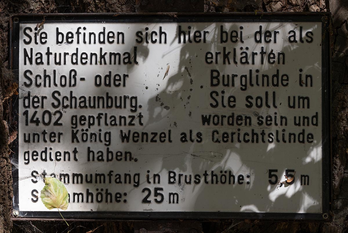 Info Gerichtslinde